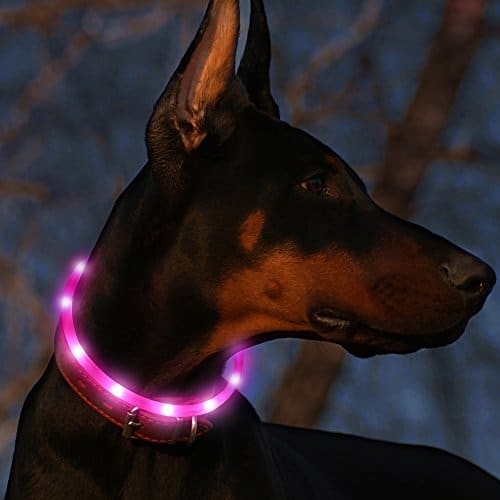 Led dog collars
