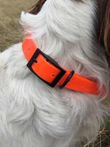 Orange dog collars